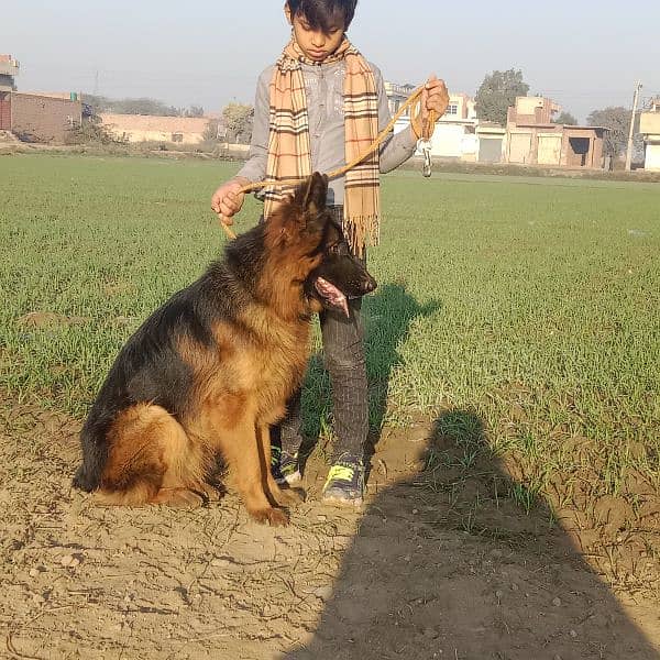 German shafered long coat age 1 year for sale 3