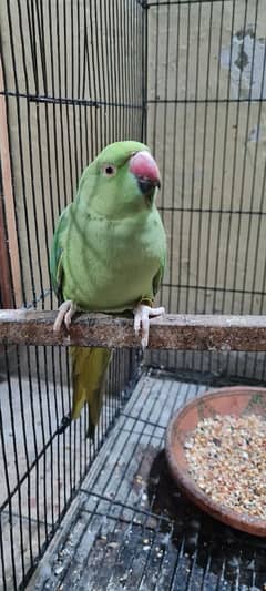 Green Ringneck Male (1.5 Years) - Wild, Untamed - For Sale