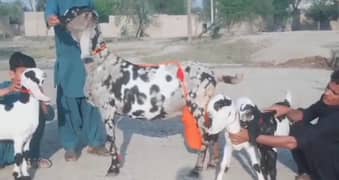 shera print Bakri 3 bacchon ke sath For Sale WhatsApp on 0325,9597,057