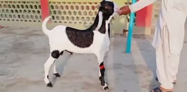 Rajanpuri Bakra Urgent For Sale WhatsApp on 0325,9597,057