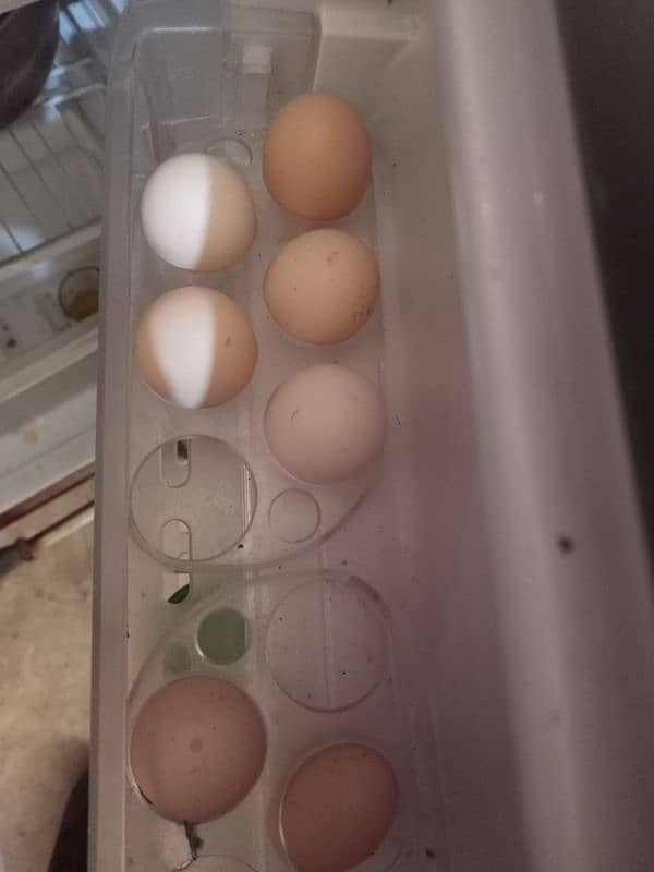 Desi Fresh Fertile Egg 1