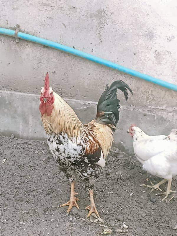 coock +hens pure desi ghar ki pali hoi hen 0