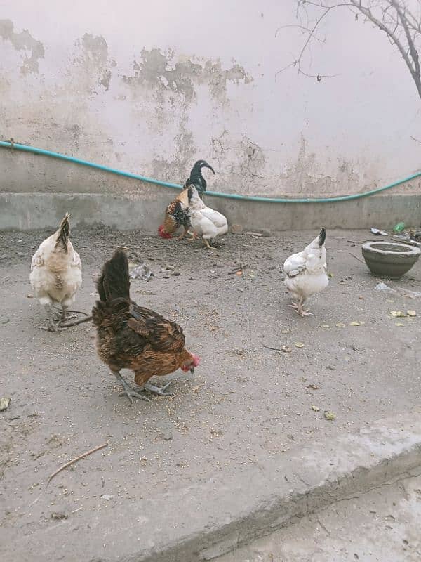 coock +hens pure desi ghar ki pali hoi hen 1