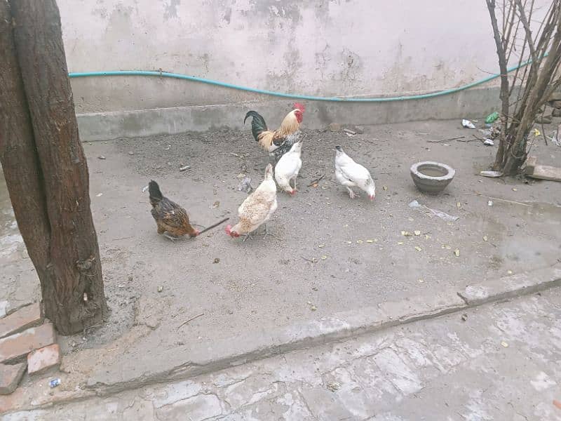 coock +hens pure desi ghar ki pali hoi hen 2