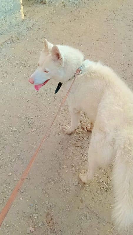 White Siberian Husky 1