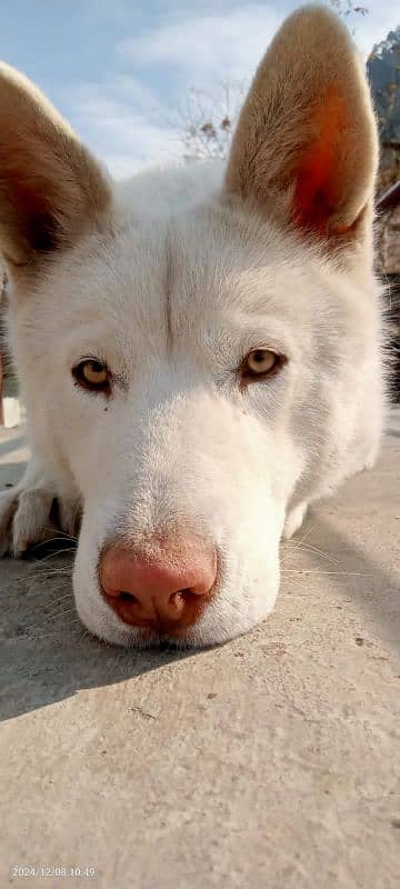 White Siberian Husky 3