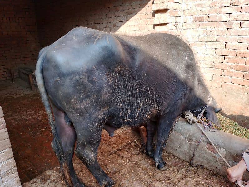 Ravi Cross Male Buffalo 1