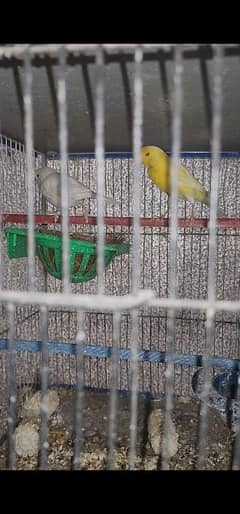 Red Eye Canary Breeder Pair