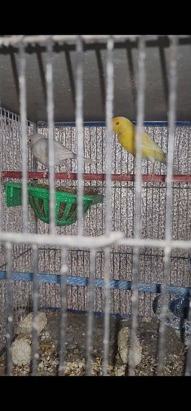 Red Eye Canary Breeder Pair 0