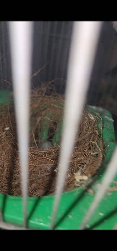 Red Eye Canary Breeder Pair 1