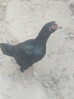 Aseel black murghi for sale