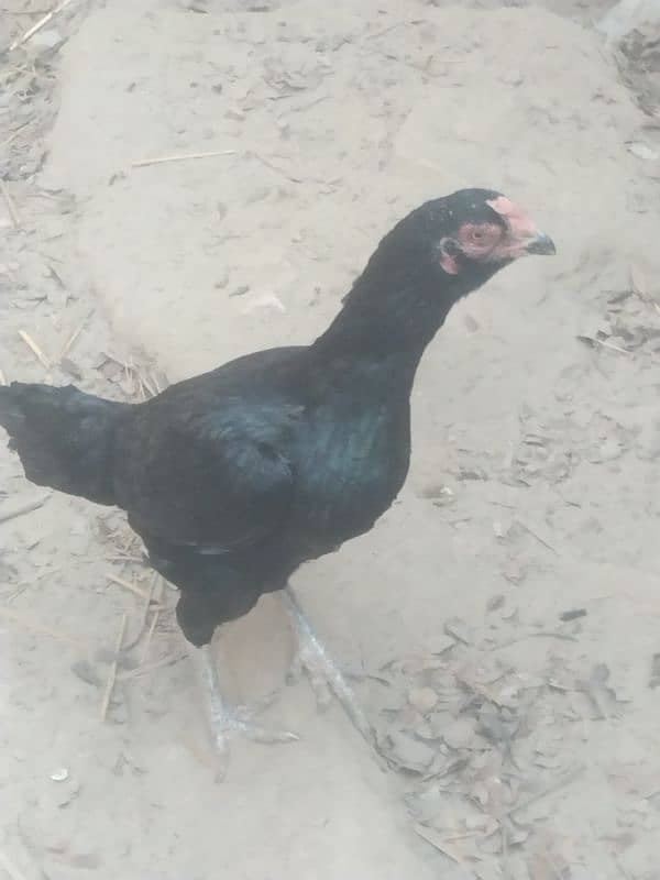 Aseel black murghi for sale 0