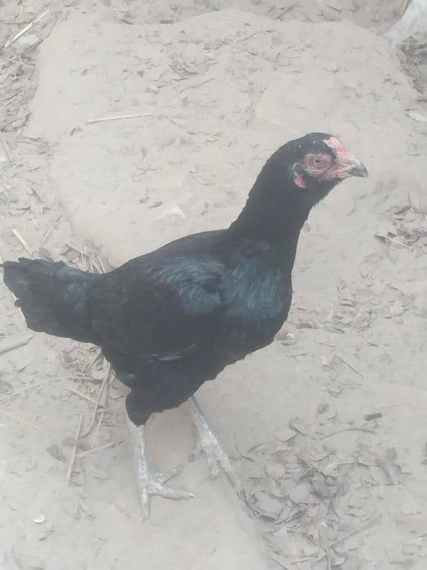 Aseel black murghi for sale 1