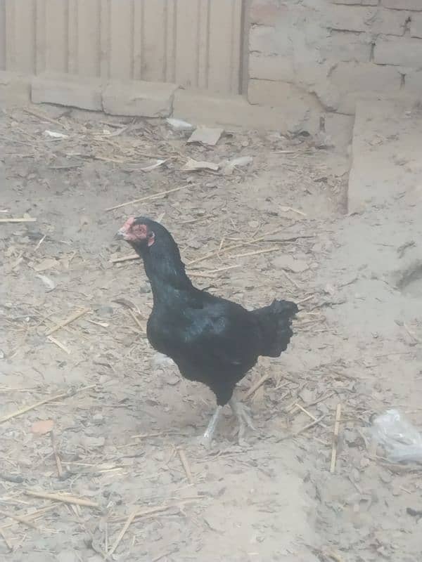 Aseel black murghi for sale 2