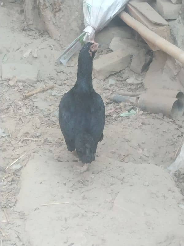 Aseel black murghi for sale 3