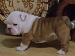 Imported British bulldog puppies available for booking