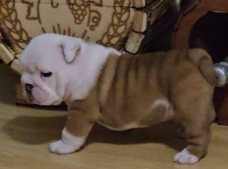 Imported British bulldog puppies available for booking 0