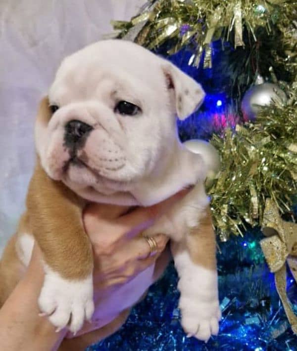 Imported British bulldog puppies available for booking 1