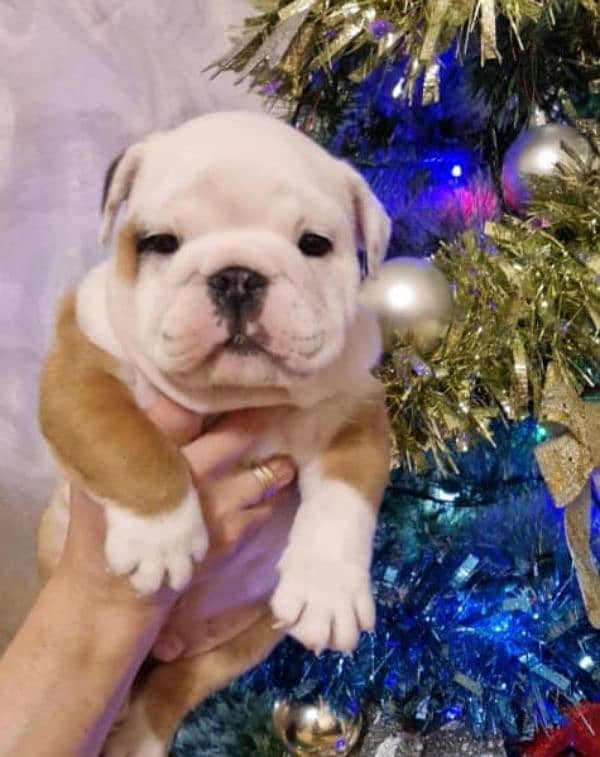 Imported British bulldog puppies available for booking 2