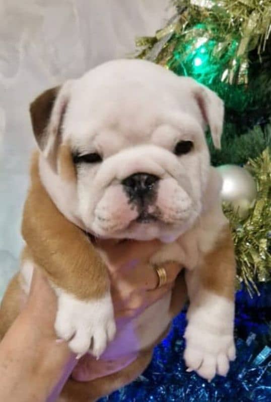 Imported British bulldog puppies available for booking 3