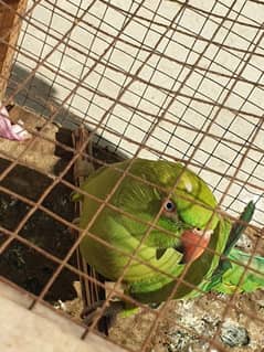 green parrot ring neck