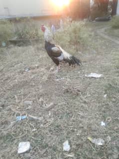 Chicken for sale, مرغا فار فروخت