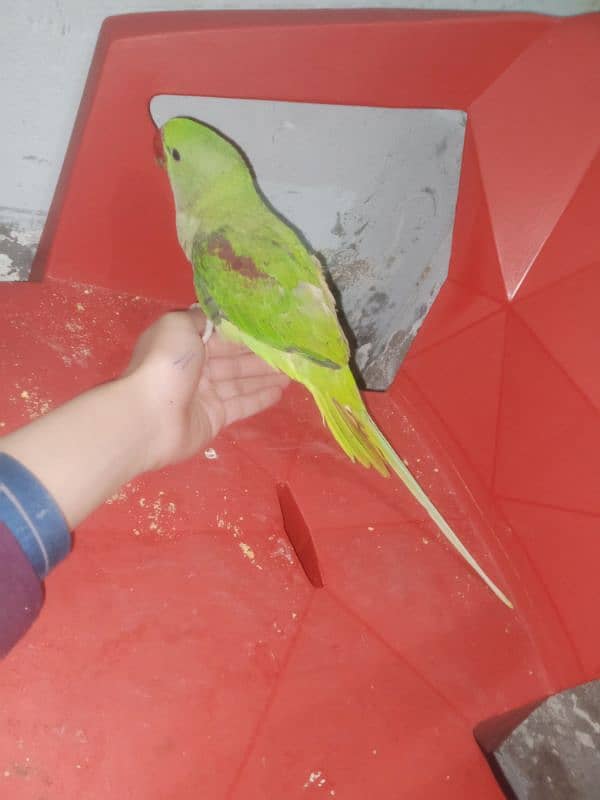 raw parrot 0