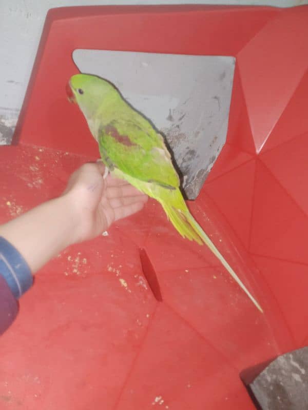 raw parrot 1