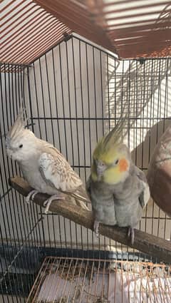 beautiful cockatiel breeder pair