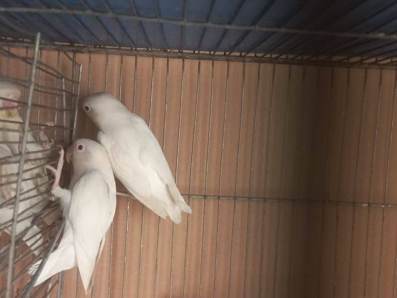 albino's for sale( black,red or split red eye] 0