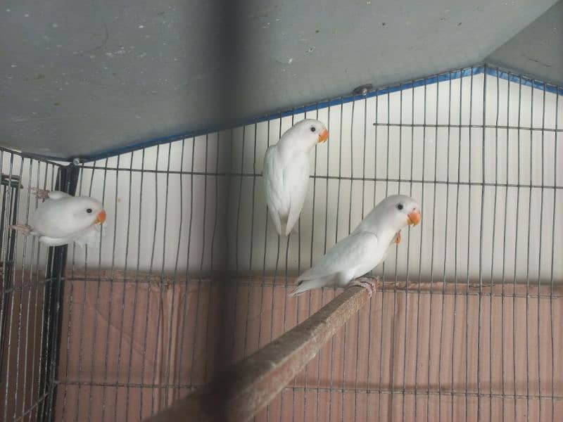 albino's for sale( black,red or split red eye] 2