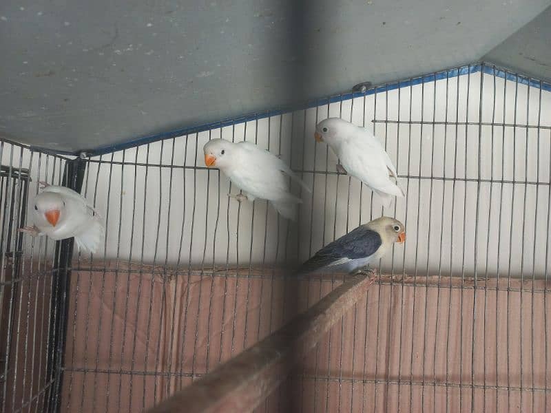 albino's for sale( black,red or split red eye] 3