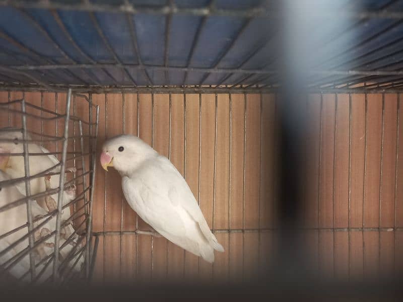 albino's for sale( black,red or split red eye] 4