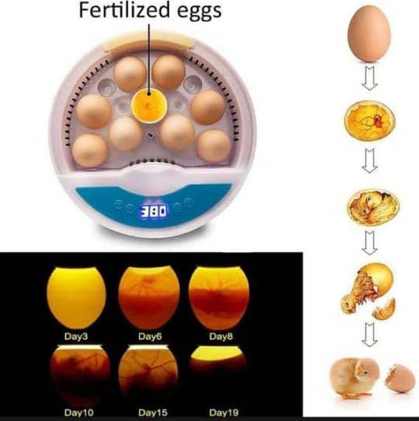 12 eggs incubator 9 hens and 4 parrot eggs capacity 1