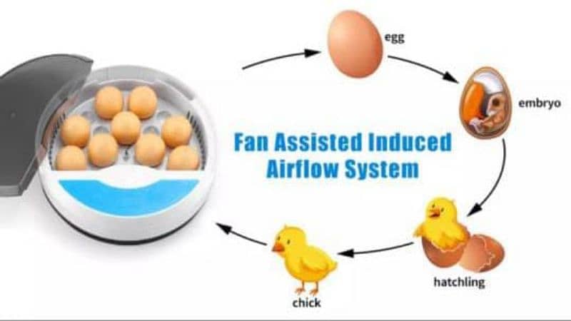 12 eggs incubator 9 hens and 4 parrot eggs capacity 3