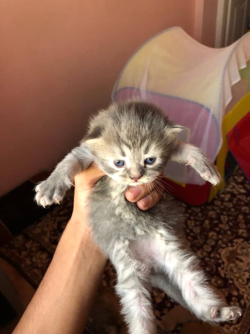 4 kitten for sale pair 7