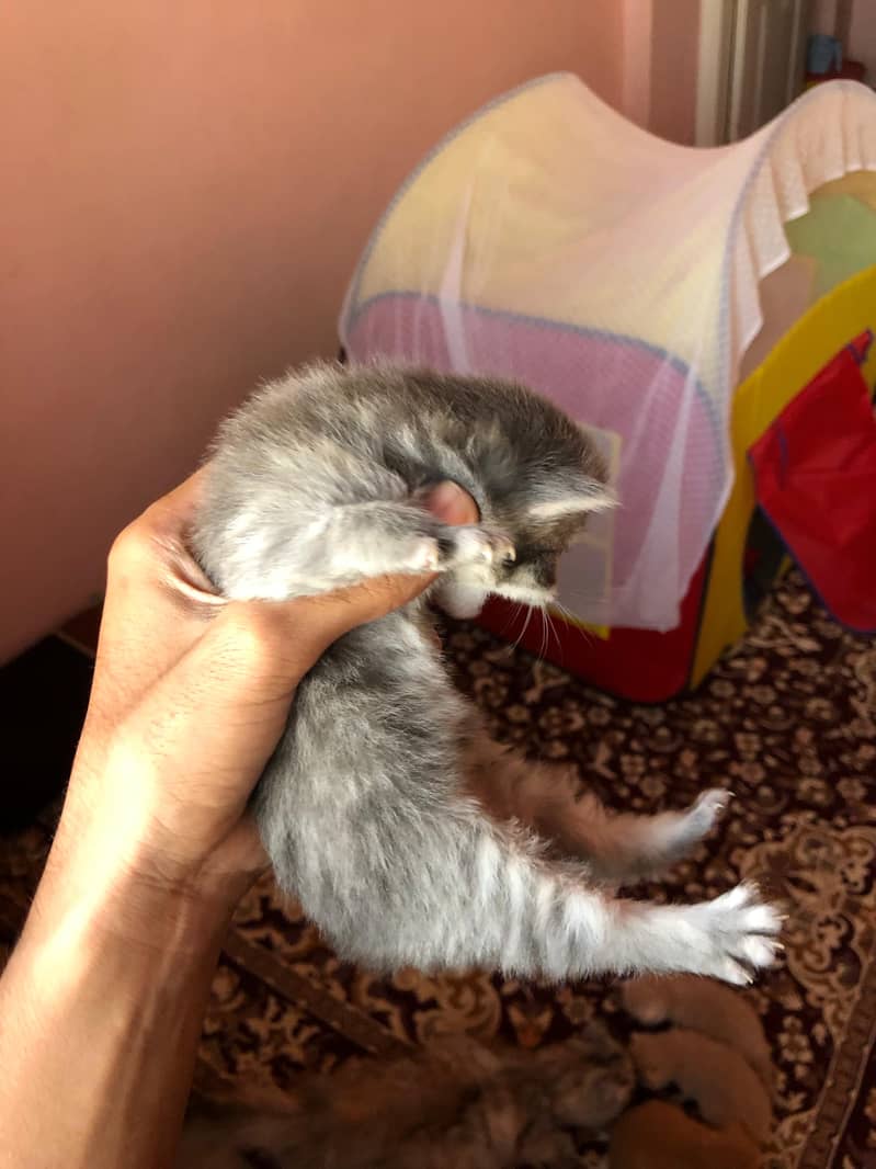 4 kitten for sale pair 8