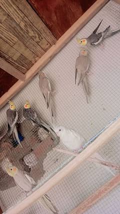 cockatiel birds