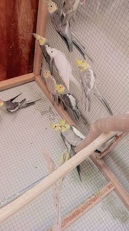 cockatiel birds 3