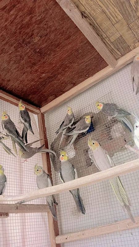 cockatiel birds 4