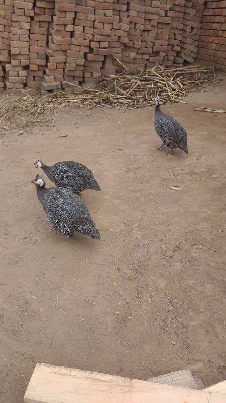 3 Chakor birds 1