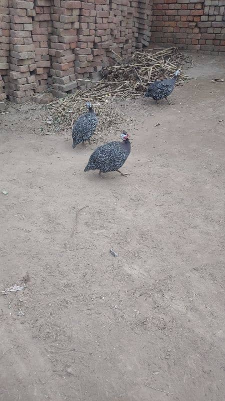 3 Chakor birds 4