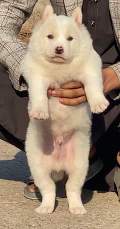 Region puppy male 2 mohtn for sale