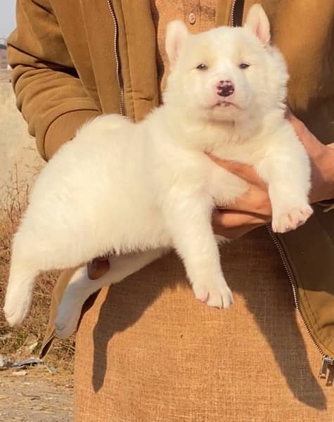 Region puppy male 2 mohtn for sale 1