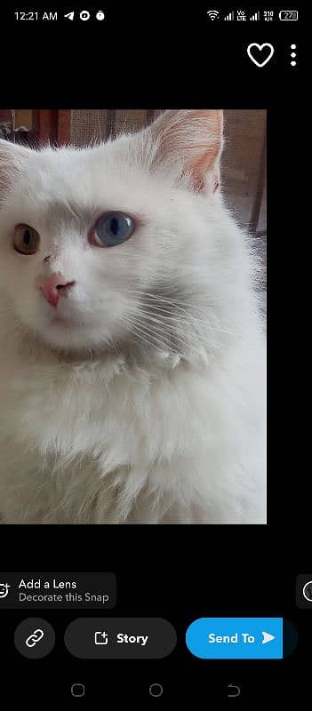 Persian kittens | Tripple Coat | white Fluffy adul male  |sami punch 2