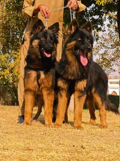 German Shepherd Long Coat Pair For Sale