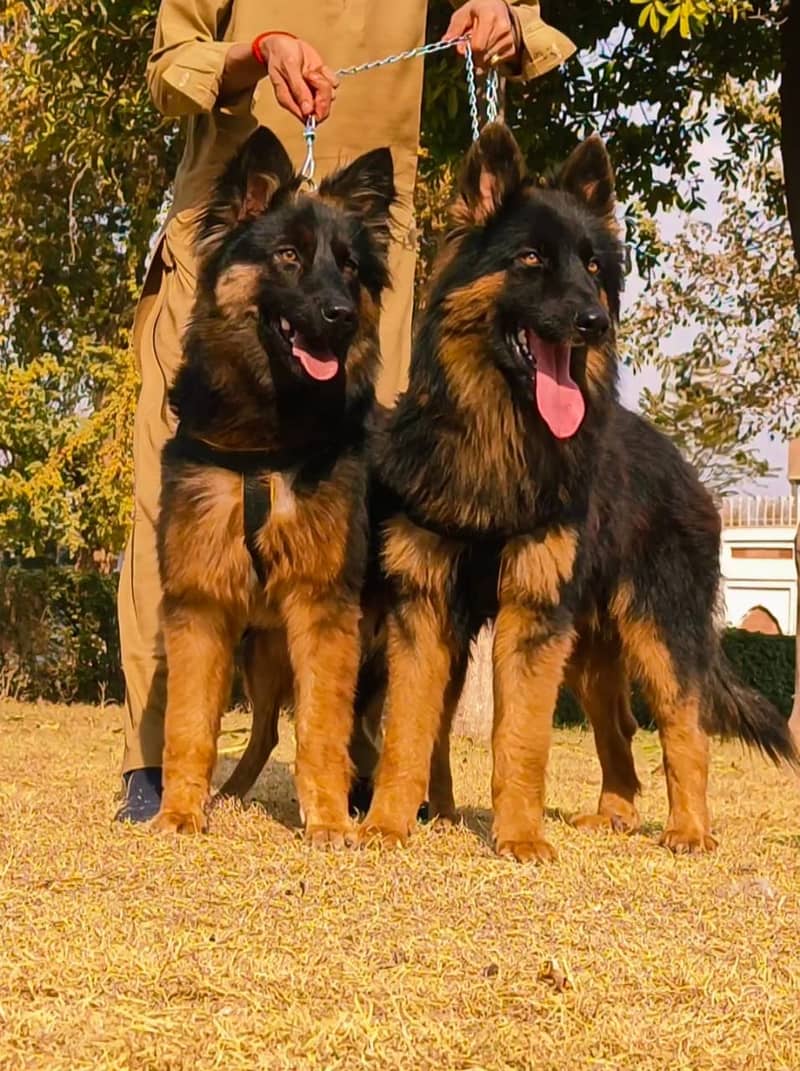 German Shepherd Long Coat Pair For Sale 0