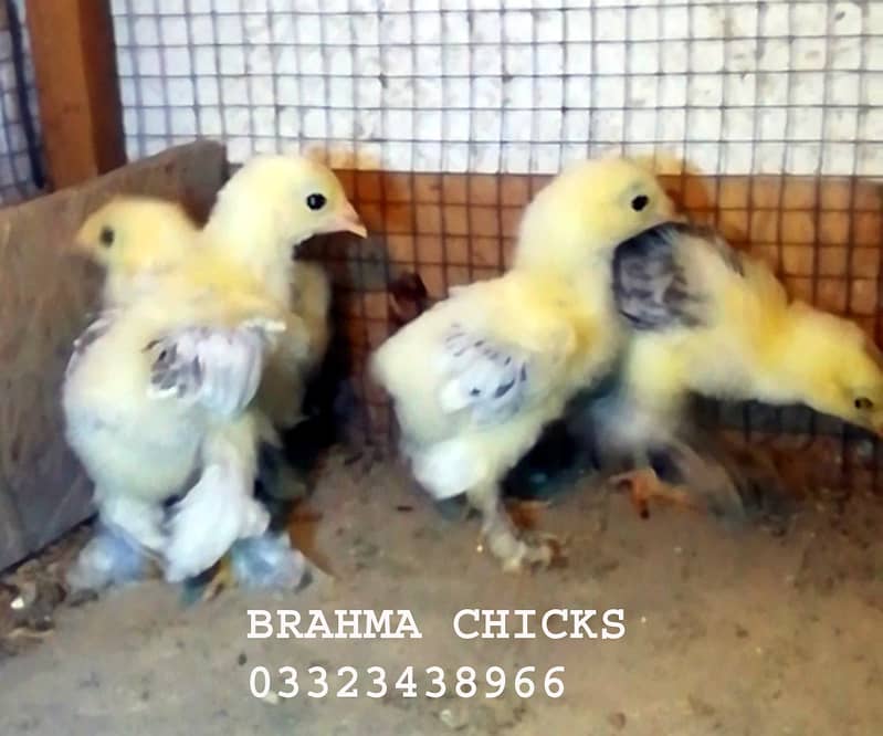 Light Columbian Brahma Chicks / Yokohama / Onagadori 5