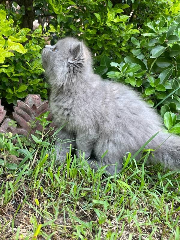 Male/Female Grey Persian Kittens, Triple Coat Pure Breed Smokey Kitten 2