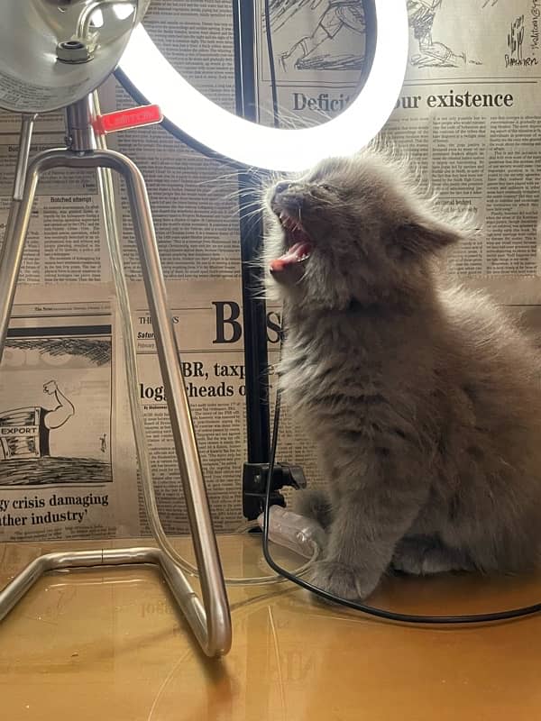 Male/Female Grey Persian Kittens, Triple Coat Pure Breed Smokey Kitten 5